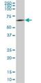 MSL Complex Subunit 3 antibody, H00010943-B01P, Novus Biologicals, Western Blot image 