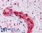 SRY-Box 9 antibody, LS-B4420, Lifespan Biosciences, Immunohistochemistry frozen image 