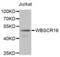 RCC1 Like antibody, abx004611, Abbexa, Western Blot image 