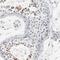 SRY-Box 6 antibody, NBP1-86149, Novus Biologicals, Immunohistochemistry frozen image 