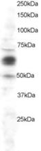 Prostaglandin-Endoperoxide Synthase 1 antibody, STJ70105, St John