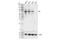 Tumor Protein P63 antibody, 39692S, Cell Signaling Technology, Western Blot image 