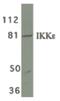 Inhibitor Of Nuclear Factor Kappa B Kinase Subunit Epsilon antibody, PA5-19964, Invitrogen Antibodies, Western Blot image 