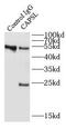 Calcyphosine Like antibody, FNab01254, FineTest, Immunoprecipitation image 