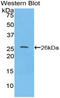 Torsin Family 2 Member A antibody, LS-C296719, Lifespan Biosciences, Western Blot image 