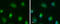 Toll Like Receptor 9 antibody, GTX111547, GeneTex, Immunocytochemistry image 