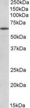 POU Class 6 Homeobox 2 antibody, NBP1-52038, Novus Biologicals, Western Blot image 