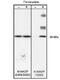 WASP Like Actin Nucleation Promoting Factor antibody, NB600-1169, Novus Biologicals, Western Blot image 