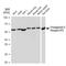 Prostaglandin E Receptor 2 antibody, GTX03220, GeneTex, Western Blot image 