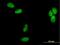 DNA Polymerase Delta 2, Accessory Subunit antibody, H00005425-B01P, Novus Biologicals, Immunofluorescence image 
