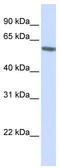 FKBP Prolyl Isomerase 5 antibody, TA335071, Origene, Western Blot image 