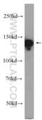 Ataxin 2 Like antibody, 24822-1-AP, Proteintech Group, Western Blot image 