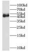 NIN1 (RPN12) Binding Protein 1 Homolog antibody, FNab05778, FineTest, Western Blot image 