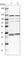 Electron transfer flavoprotein subunit beta antibody, HPA018921, Atlas Antibodies, Western Blot image 