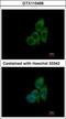 Chaperonin Containing TCP1 Subunit 8 antibody, GTX115466, GeneTex, Immunofluorescence image 