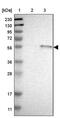 HSP13 antibody, PA5-53237, Invitrogen Antibodies, Western Blot image 