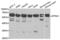 Karyopherin Subunit Alpha 1 antibody, AHP2489, Bio-Rad (formerly AbD Serotec) , Western Blot image 