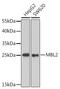 Mannose-binding lectin antibody, 14-973, ProSci, Western Blot image 