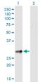 CD83 Molecule antibody, H00009308-B01P, Novus Biologicals, Western Blot image 