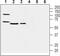 Prostaglandin I2 Receptor antibody, PA5-77695, Invitrogen Antibodies, Western Blot image 