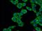 Lact1 antibody, 18195-1-AP, Proteintech Group, Immunofluorescence image 