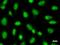 Paired Box 6 antibody, LS-C342315, Lifespan Biosciences, Immunofluorescence image 