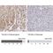 Taxilin Gamma antibody, NBP1-90606, Novus Biologicals, Immunohistochemistry paraffin image 