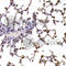 Small Ubiquitin Like Modifier 1 antibody, A2130, ABclonal Technology, Immunohistochemistry paraffin image 