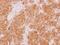 WD Repeat Domain 77 antibody, PA5-30811, Invitrogen Antibodies, Immunohistochemistry frozen image 
