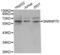 Small Nuclear Ribonucleoprotein U1 Subunit 70 antibody, abx004668, Abbexa, Western Blot image 