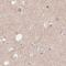 WD Repeat Domain 54 antibody, PA5-60298, Invitrogen Antibodies, Immunohistochemistry paraffin image 