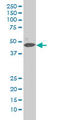 Mitogen-Activated Protein Kinase 1 antibody, LS-C197993, Lifespan Biosciences, Western Blot image 