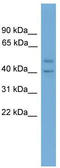 Inhibin Subunit Beta A antibody, TA335048, Origene, Western Blot image 