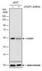 Craniofacial Development Protein 1 antibody, MA5-27810, Invitrogen Antibodies, Western Blot image 