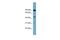 DGK-alpha antibody, PA5-44058, Invitrogen Antibodies, Western Blot image 