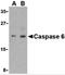 Caspase 6 antibody, 3469, ProSci, Western Blot image 