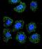  antibody, LS-C165110, Lifespan Biosciences, Immunofluorescence image 