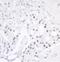 Tripartite Motif Containing 28 antibody, NB100-2350, Novus Biologicals, Immunohistochemistry paraffin image 