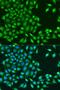 RuvB Like AAA ATPase 1 antibody, LS-C749206, Lifespan Biosciences, Immunofluorescence image 