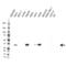 Aldo-Keto Reductase Family 1 Member C1 antibody, VMA00334, Bio-Rad (formerly AbD Serotec) , Western Blot image 