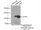 Shroom Family Member 1 antibody, 18218-1-AP, Proteintech Group, Immunoprecipitation image 