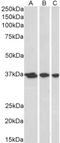 Apurinic/Apyrimidinic Endodeoxyribonuclease 1 antibody, LS-B3924, Lifespan Biosciences, Western Blot image 