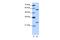 Copine 1 antibody, PA5-41780, Invitrogen Antibodies, Western Blot image 