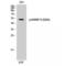 Heterogeneous Nuclear Ribonucleoprotein K antibody, LS-C380961, Lifespan Biosciences, Western Blot image 