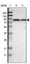 KN Motif And Ankyrin Repeat Domains 4 antibody, PA5-53113, Invitrogen Antibodies, Western Blot image 