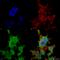 Trafficking Kinesin Protein 2 antibody, SMC-483D-A390, StressMarq, Immunocytochemistry image 