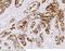 Tetraspanin 1 antibody, 13073-R010, Sino Biological, Immunohistochemistry frozen image 