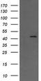 MEK1/2 antibody, CF506010, Origene, Western Blot image 