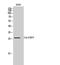 CDC42 Effector Protein 3 antibody, STJ92174, St John