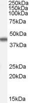 Apolipoprotein A4 antibody, EB07581, Everest Biotech, Western Blot image 